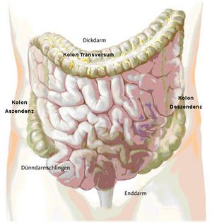 Anatomie des Darms